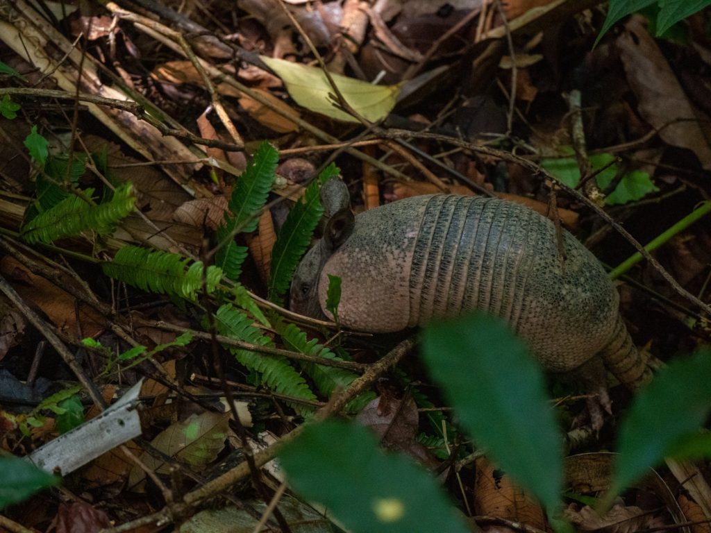 An armadillo forages for food in the undergrowth.