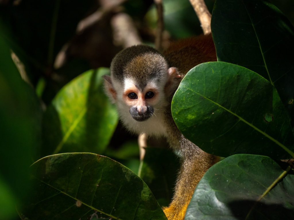 A baby Squirrel Monkey peeks its head from behind a leaf and looks down the lens.