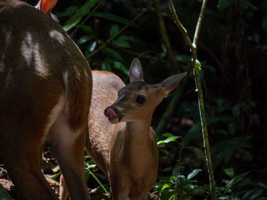 A small baby deer stands behind its mother and licks its lips.