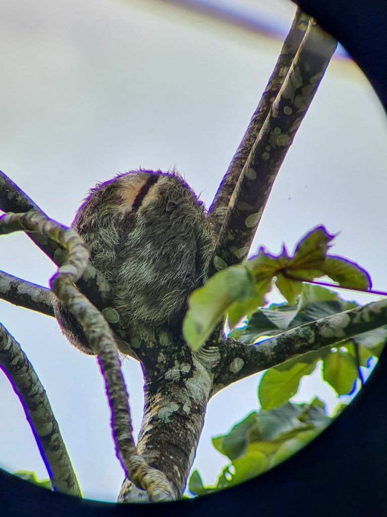 A sloth is curled into a small ball at the top of a tree.