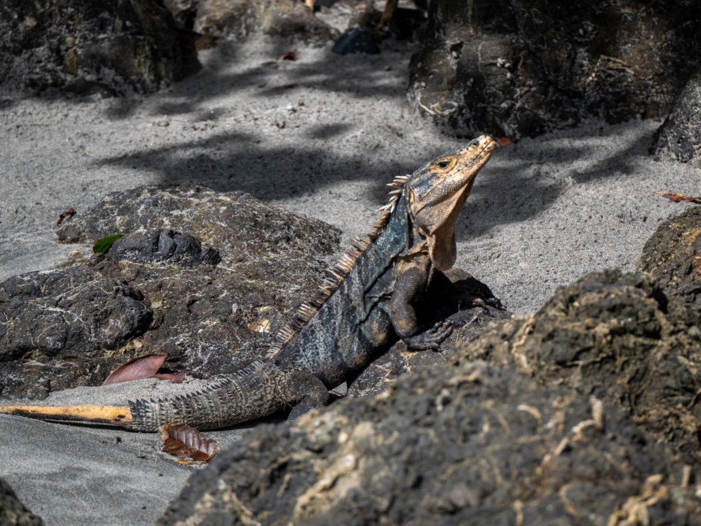 A dark-coloured iguana perches on a rock. The end of its tail is light as if it has just regrown.