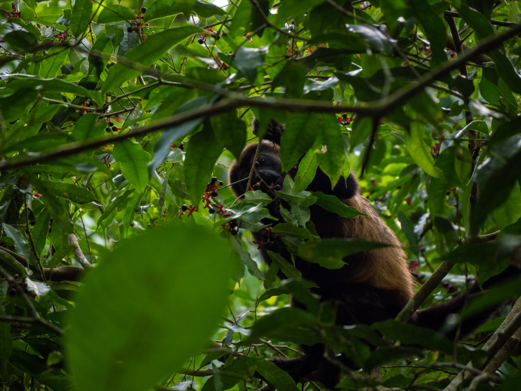 A howler monkey pulls a branch full of berries towards its mouth.