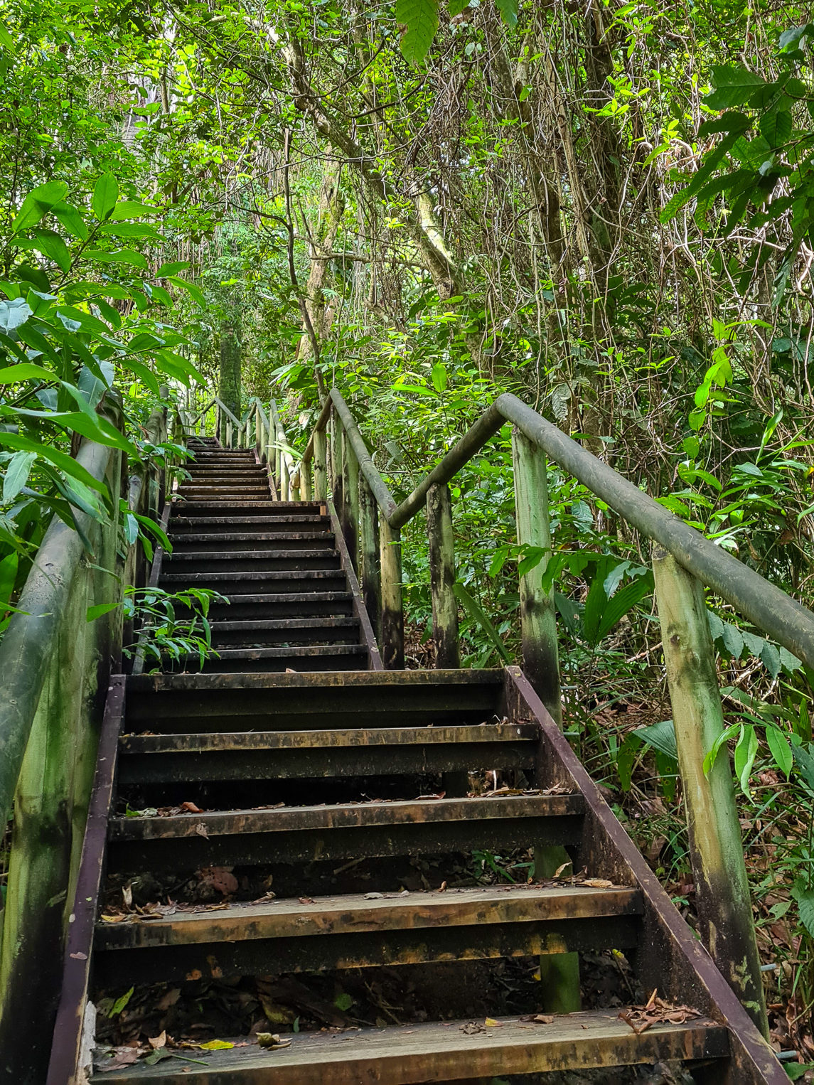 A set of stairs mark of the many paths through Manuel Antonio National Park.