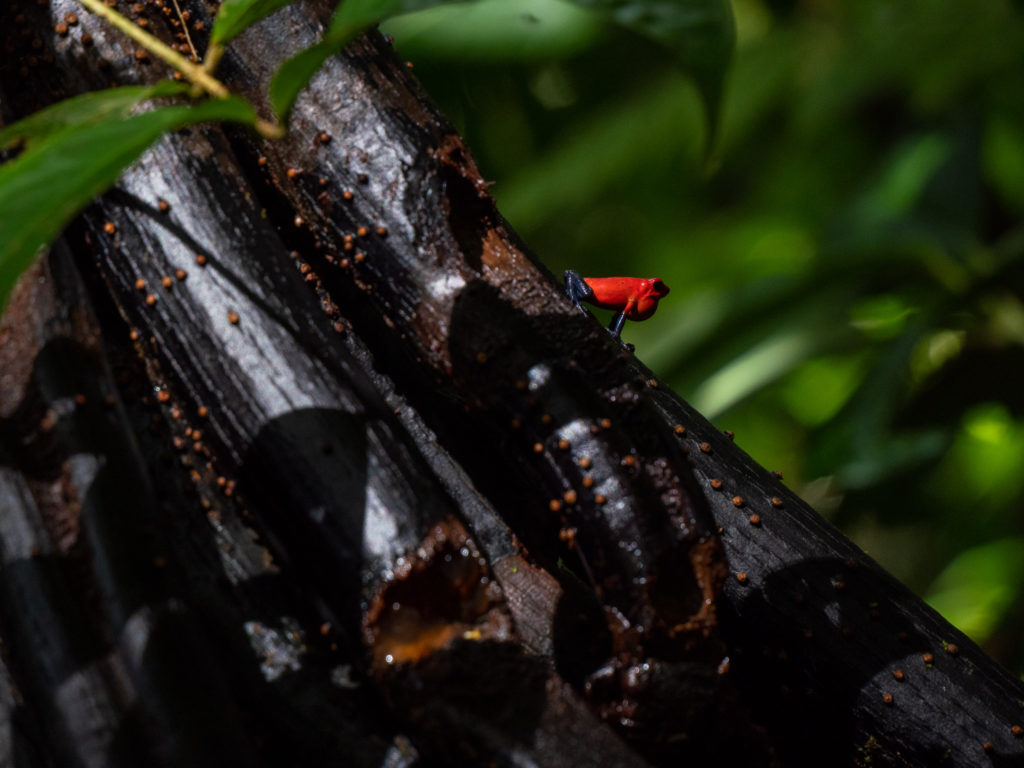 Perched on a tree branch, a tiny red frog croaks, inflating his vocal sac.