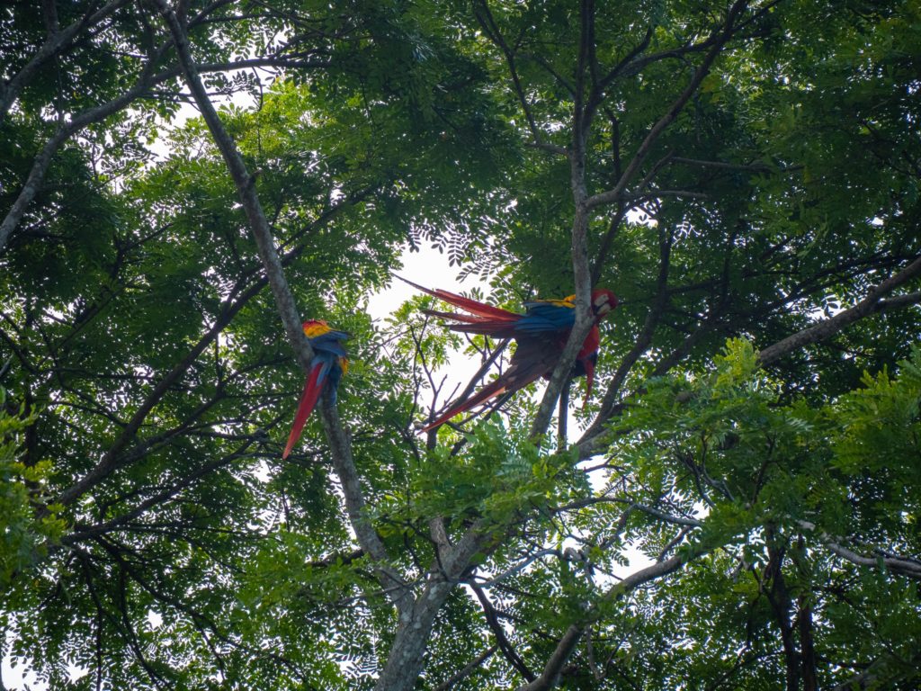 A small group of scarlet macaws perch in the tall branches.