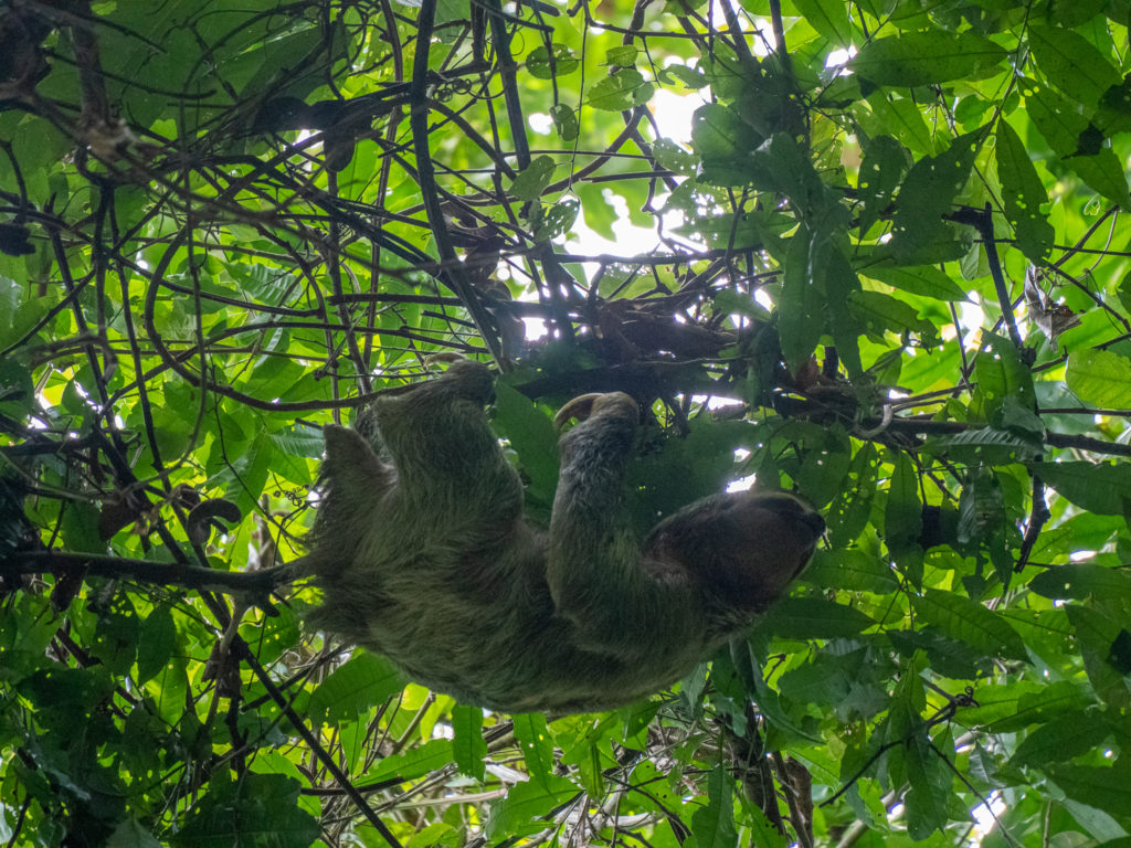 Suspended from the high branches of Manuel Antonio National Park, a sloth looks around in search of food.