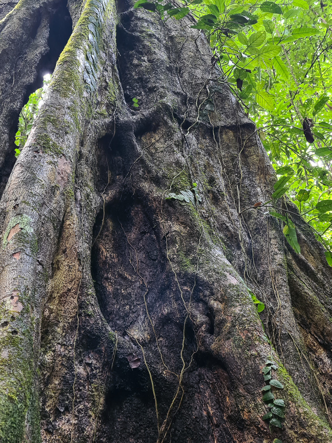 The thick roots of an old tree stand out in the light green forest