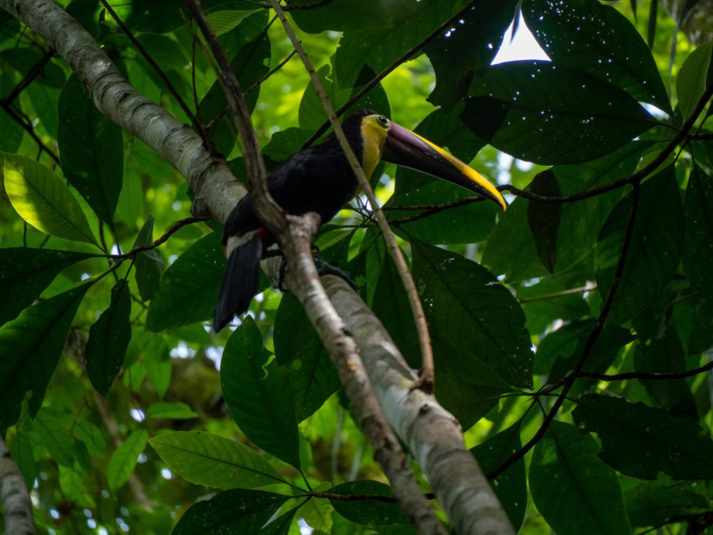 A colourful toucan perches in the high branches.