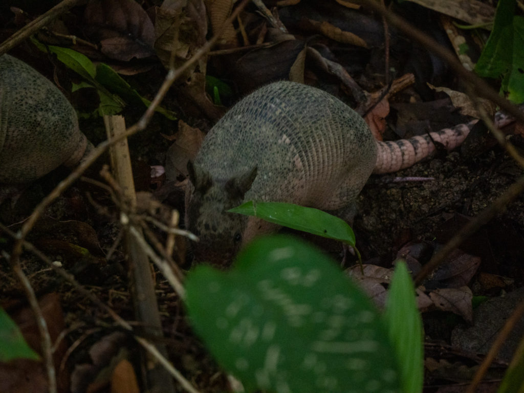 An armadillo moves through the forest.