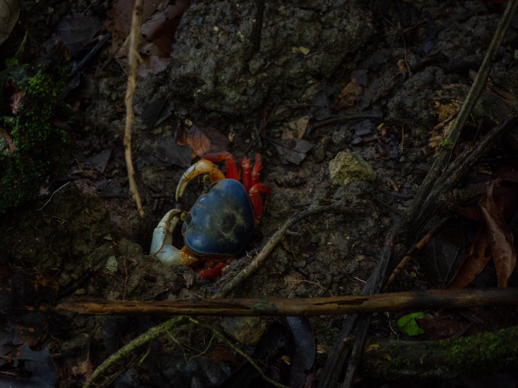 A bright red and blue crab forages in the dirt of the forest floor.