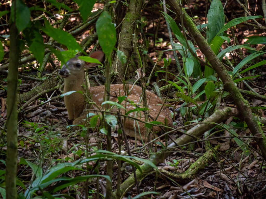 A deer sits behind greenery in Manuel Antonio National Park.