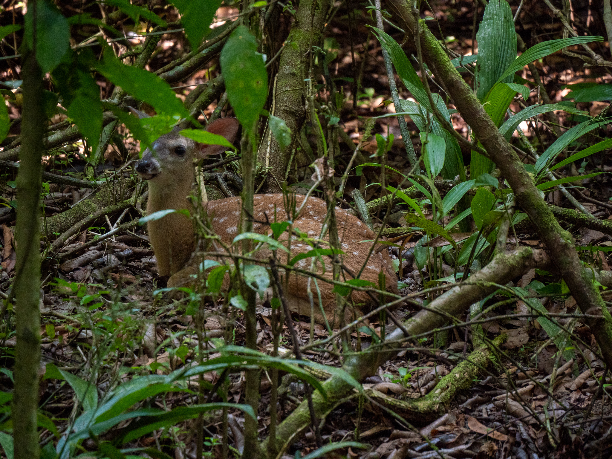 Visiting Manuel Antonio National Park (2024): Everything You Need To Know