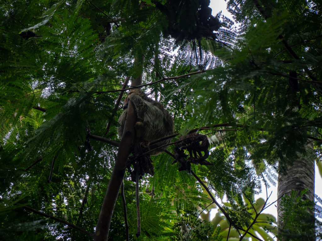 A Sloth holds onto a tree trunk in Manuel Antonio National Park.