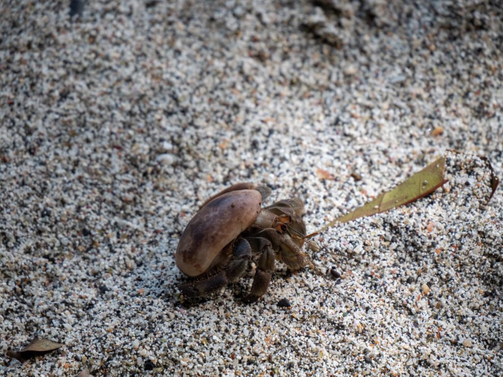 A small crab makes its way across the sand.