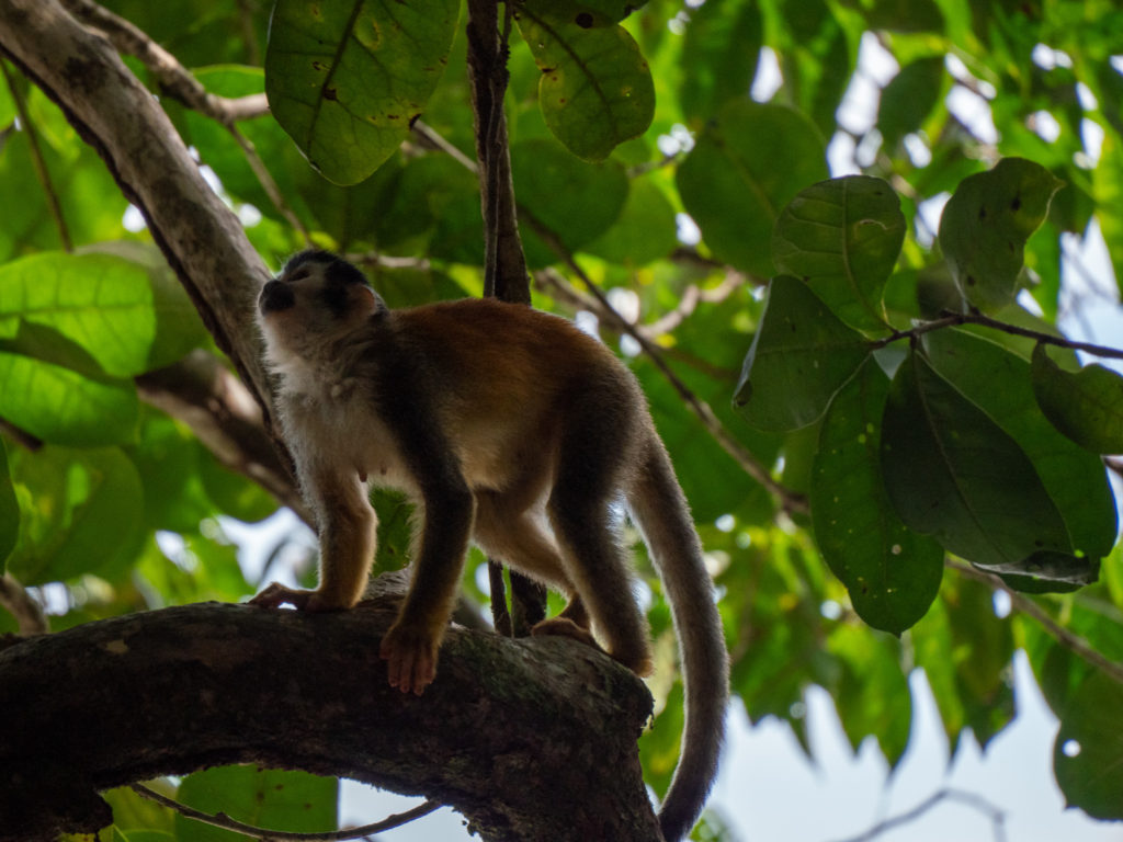 A spider monkey prepares to jump from its branch.