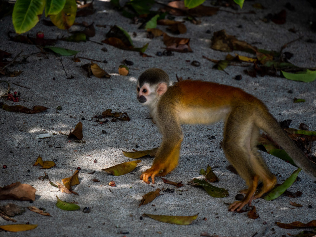 A small spider monkey moves across the sandy ground.