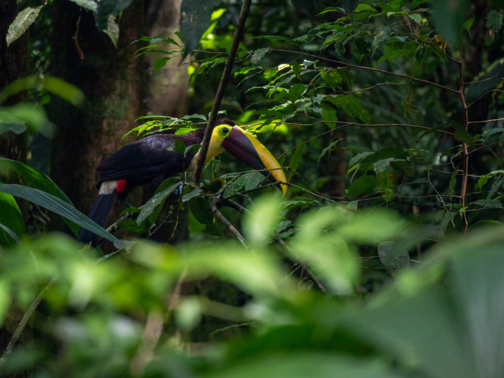 A colourful toucan sits on a branch and looks towards the camera. It's bright beach stands out amongst the leaves.
