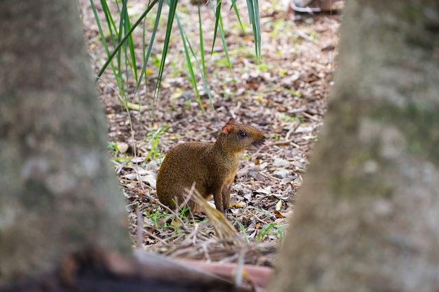 An agouti sits on the forest floor.