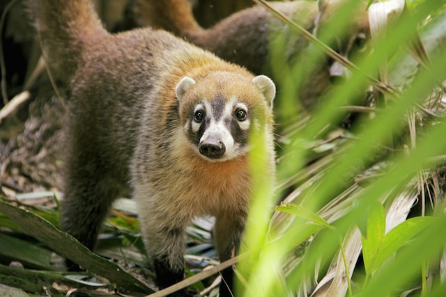 A coati looks at the camera as it explores its surroundings.