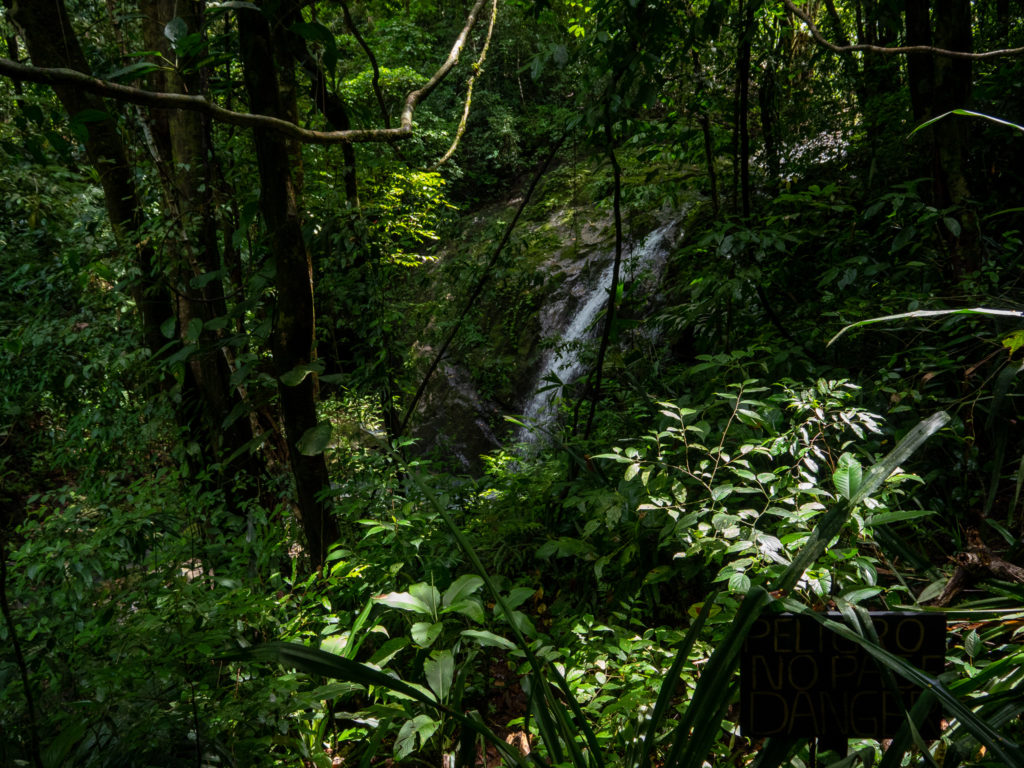 A thin stream of water cascades down in the dense jungle.