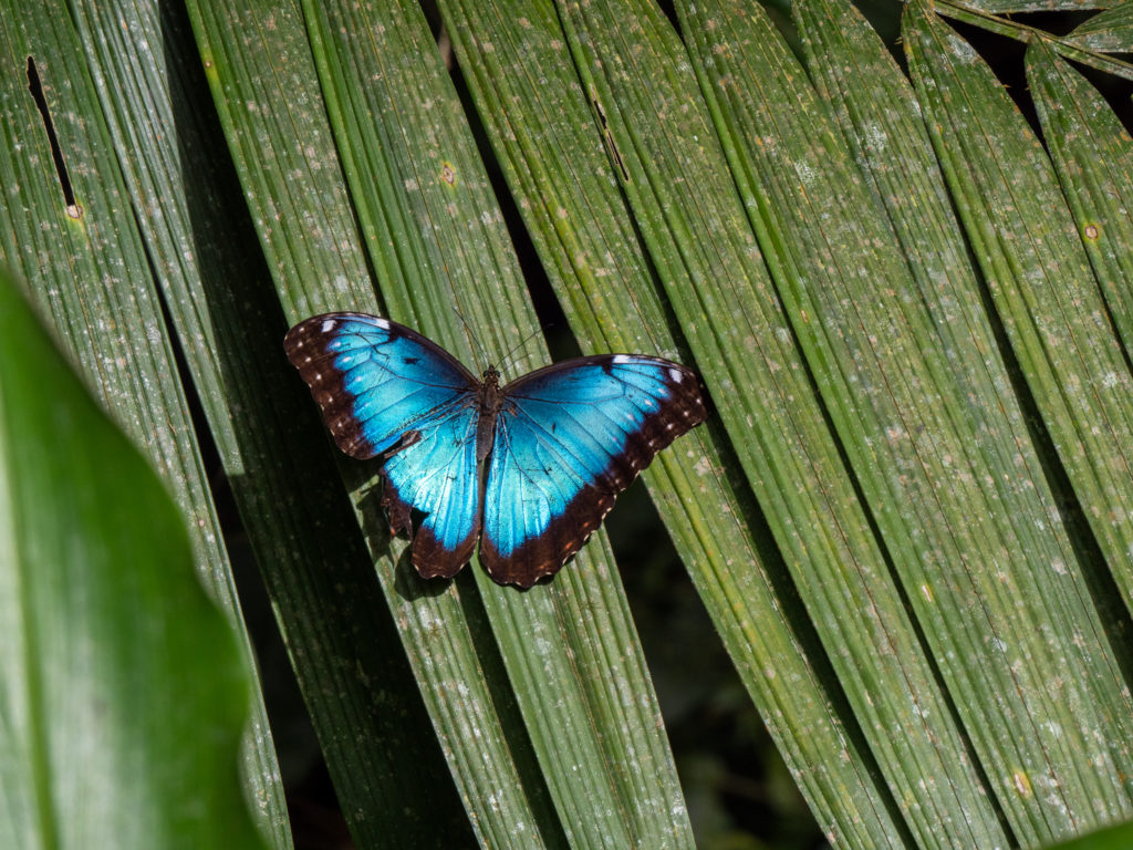 A blue morpho butterfly sits on a leaf with its wings spread wide, showing off its impressive shiny blue colours.