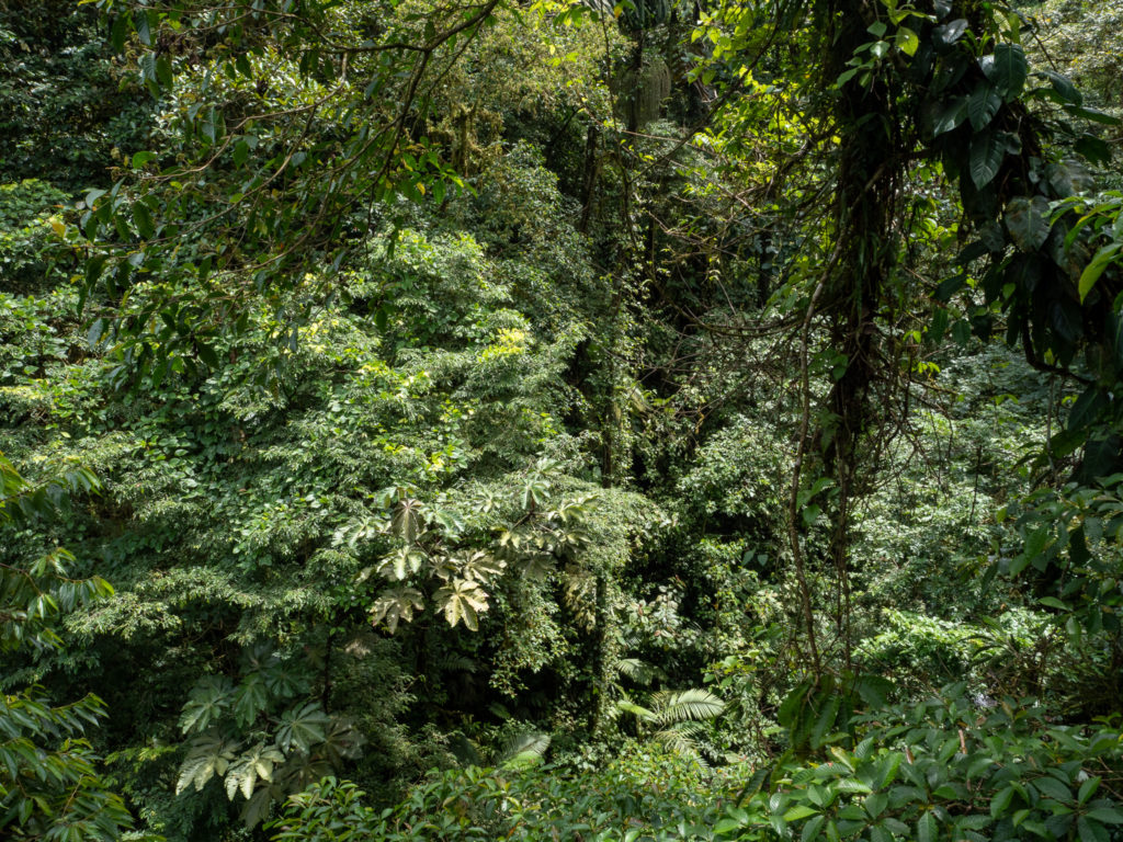 The forests of Costa Rica have a large variety of flora and fauna. Each plant has its own unique shape and colour.
