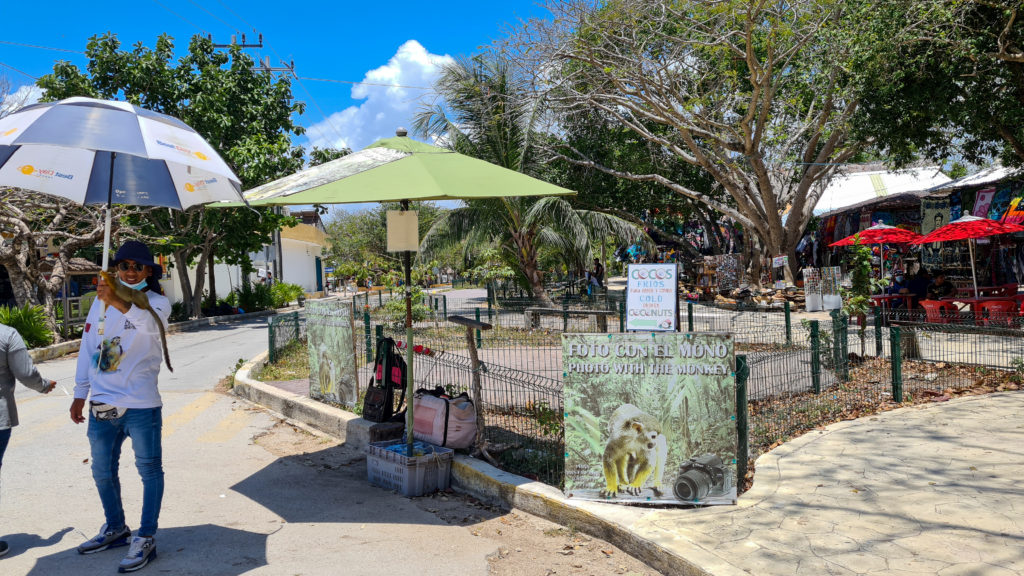 A man stands smiling under a parasol with a small monkey balanced on his forearm. Nearby is a sign in English and Spanish that reads "Photo with the monkey". There are unfortunately many examples of this kind of animal exploitation throughout Central America.