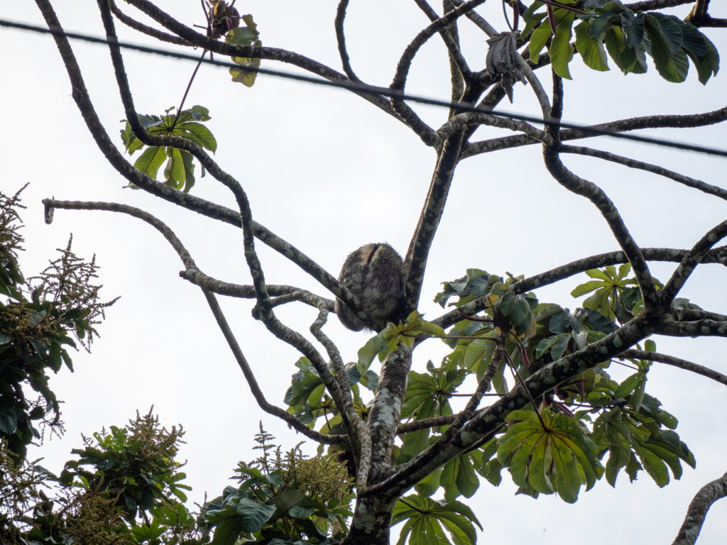A sloth is curled into a tight ball on a high tree branch. Patches of its fur are layered with moss.