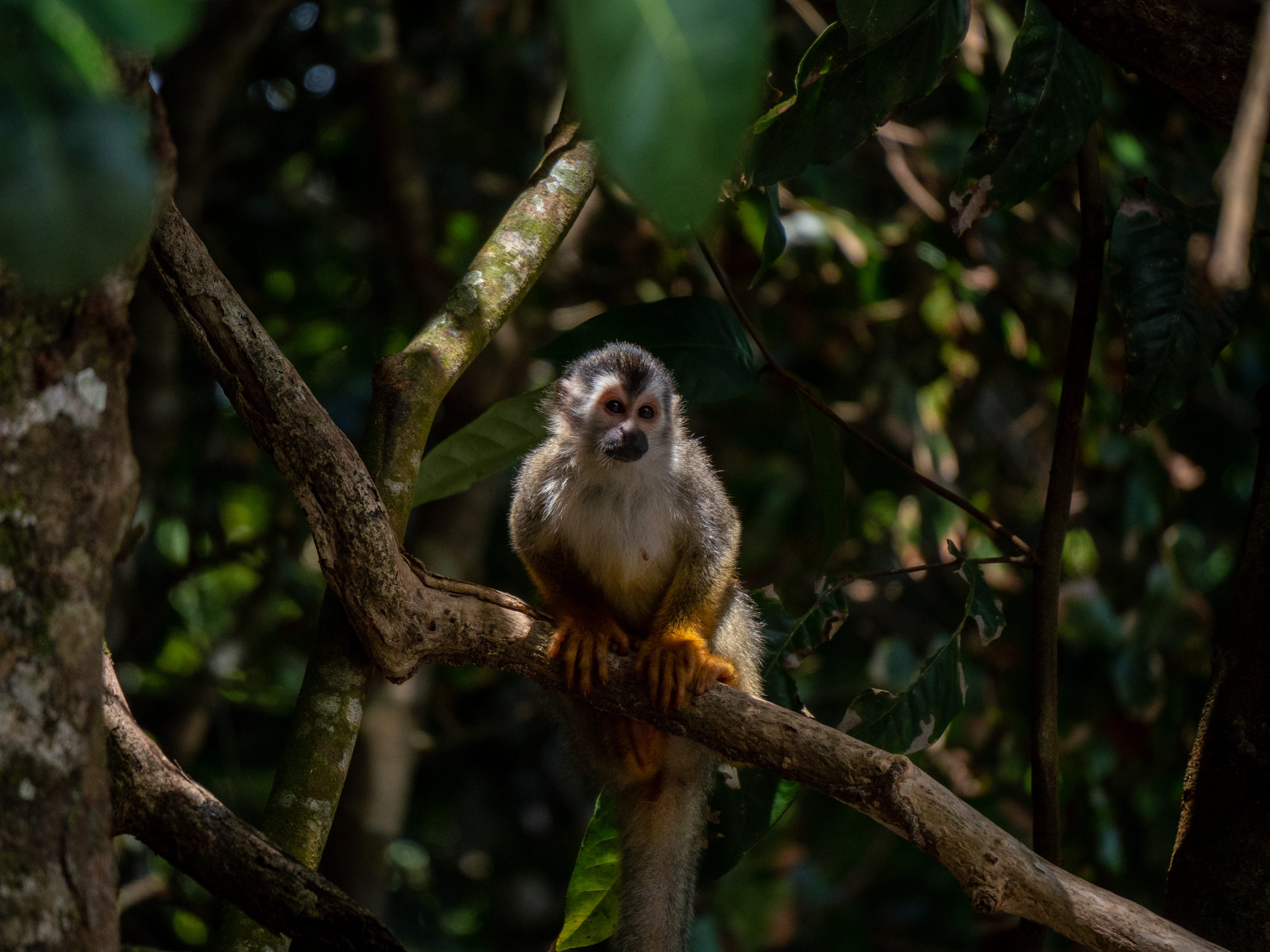 A squirrel monkey sits on a large branch and looks towards the camera. A small ray of light shows the orange tints in his fur.