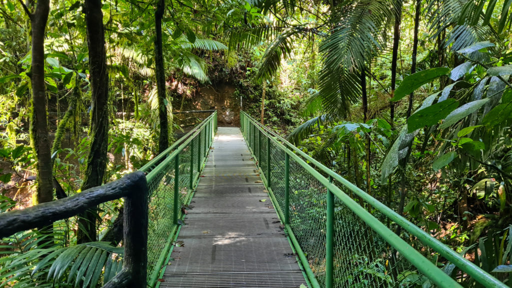 An empty bridge lays ahead, crossing a gap in the forest. The light is golden and the leaves are bright green.