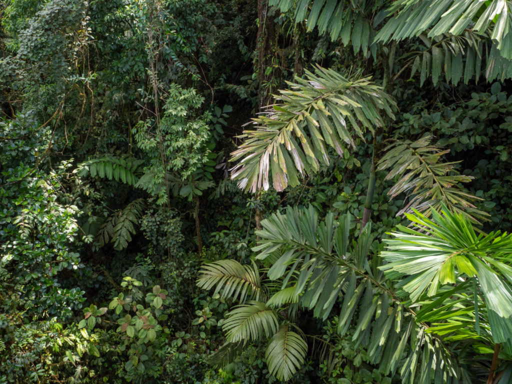 The plants of the Costa Rican rainforest grow extremely tall. Every leave is a different size and shape.