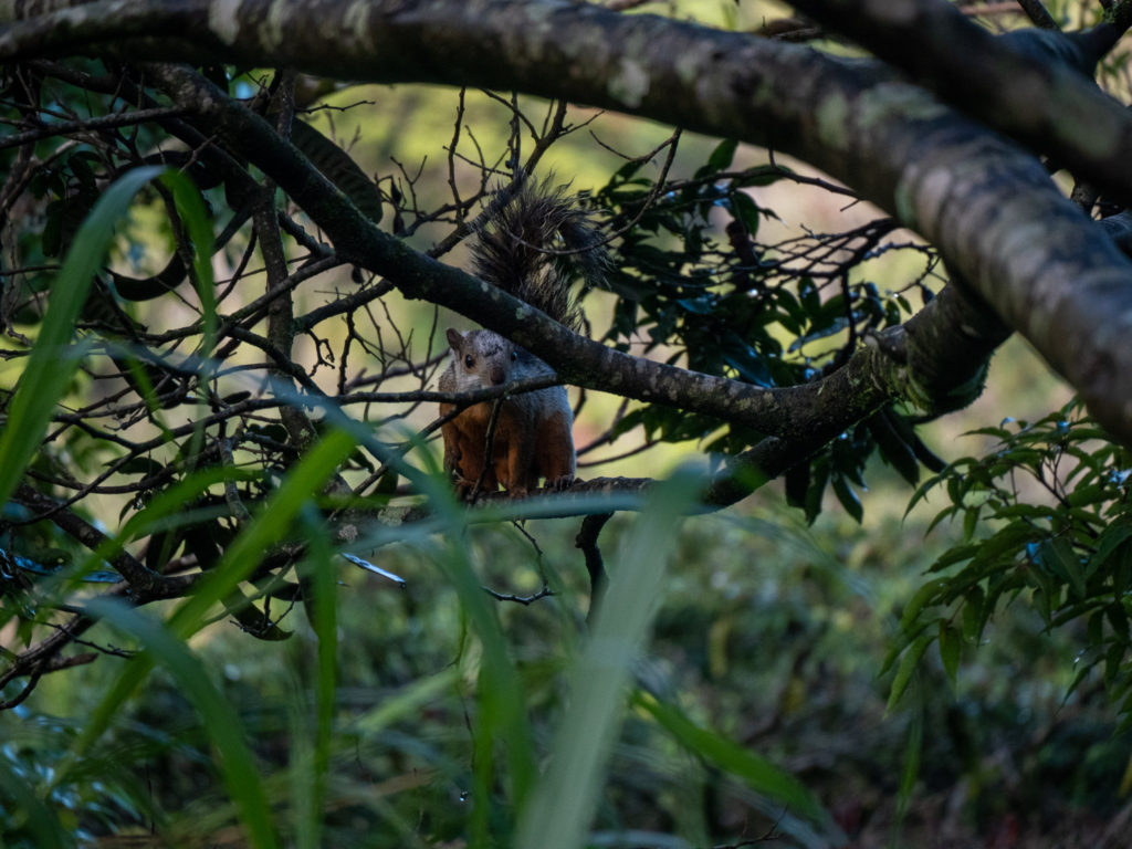 A lone squirrel looks towards the camera while it perches half-hidden in the bushes.