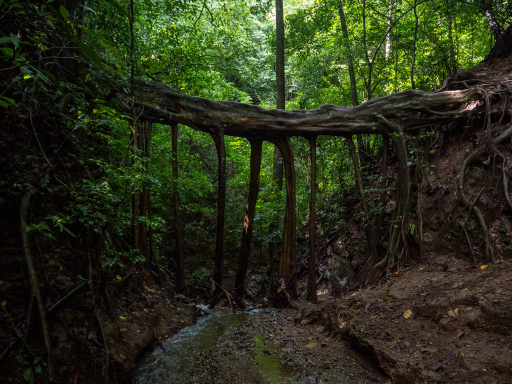 A large tree stretches horizontally over a small river, its roots shoot downwards into the earth, making little archways.