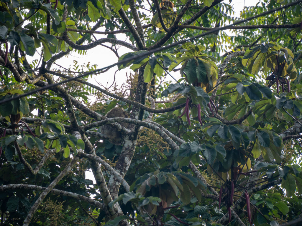 A sloth is well camouflaged high up in a tree. It's mossy back helps it blend in with the leaves and branches.