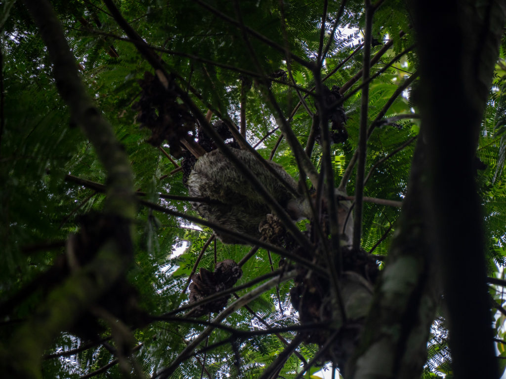 Looking up at a sloth sitting on a high branch of a tree. The fur on its back can clearly be seen against the leaves.