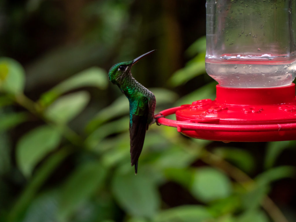 A small green hummingbird sits on a feeder and looks upwards. It leans back at an angle and casts its eyes towards something out of shot.