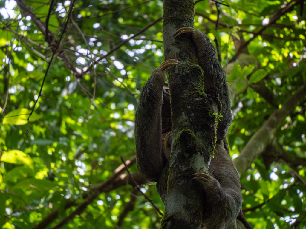 A sloth's face is just visible behind a tree trunk as it climbs. Its claws are long and clearly visible in the dim light of the forest.