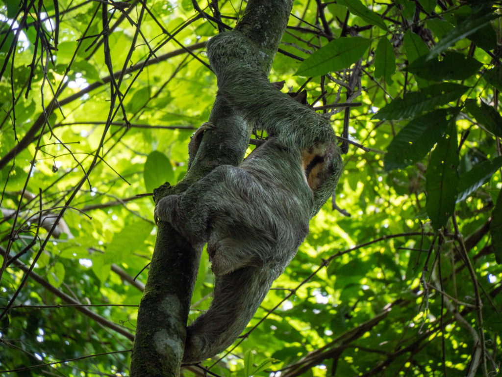 A sloth reaches down the dark trunk of a tree feet first as it slowly makes it's way towards the ground.