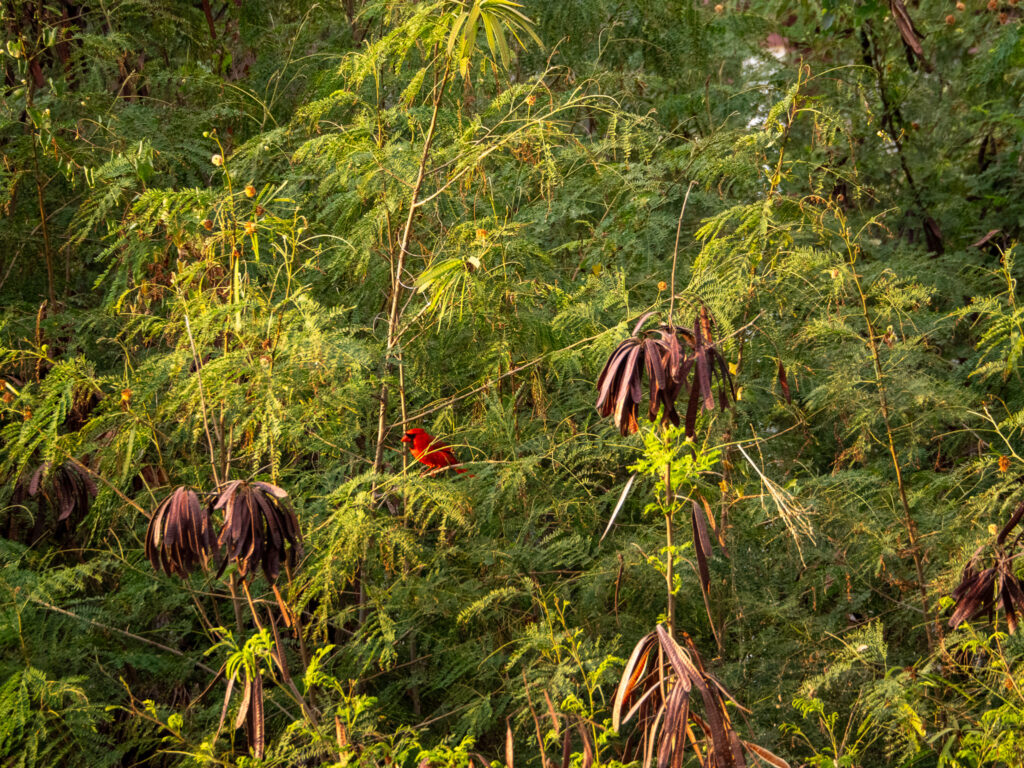 A bright red bird stands out in amongst thick greenery.