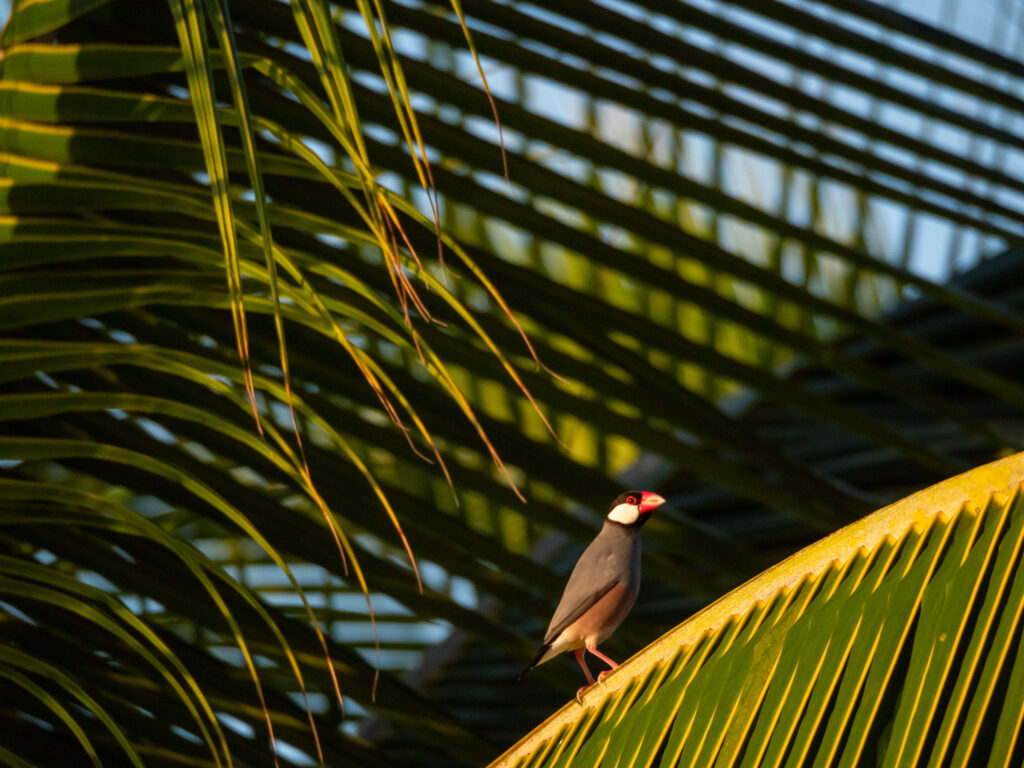 A small tropical bird with a red beak sits on the branch of a palm tree. The leaves glow in the golden light of the sun.