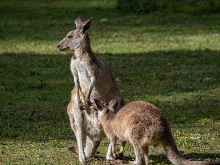 Wildlife spotting on Australia’s Gold Coast: A One Week Itinerary