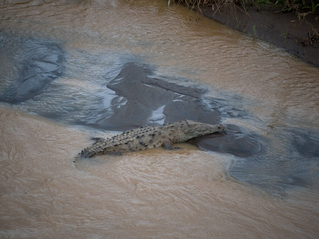 A crocodile relaxes in a river. It rests its head on an elevated area of bedrock, while the rest of its long body floats slightly in the muddy waters.