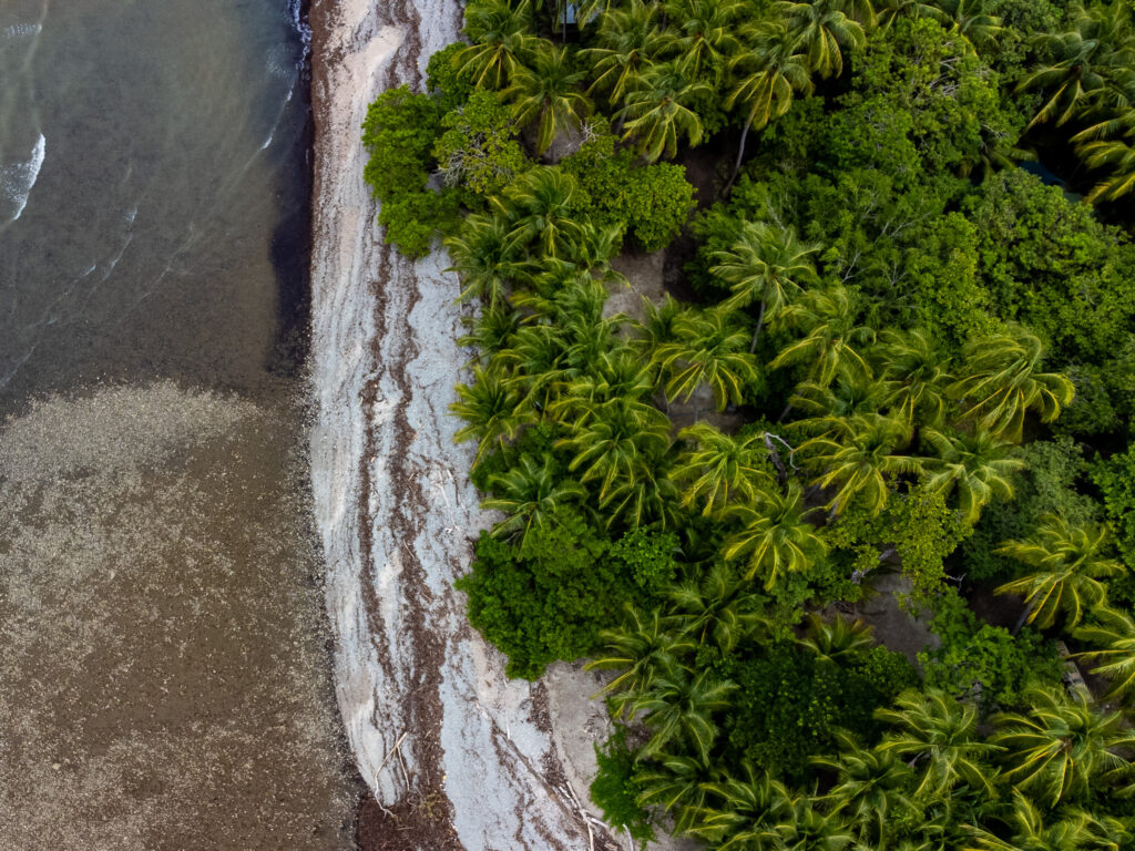 A top-down drone view of a beach with tropical palm trees and white sand.