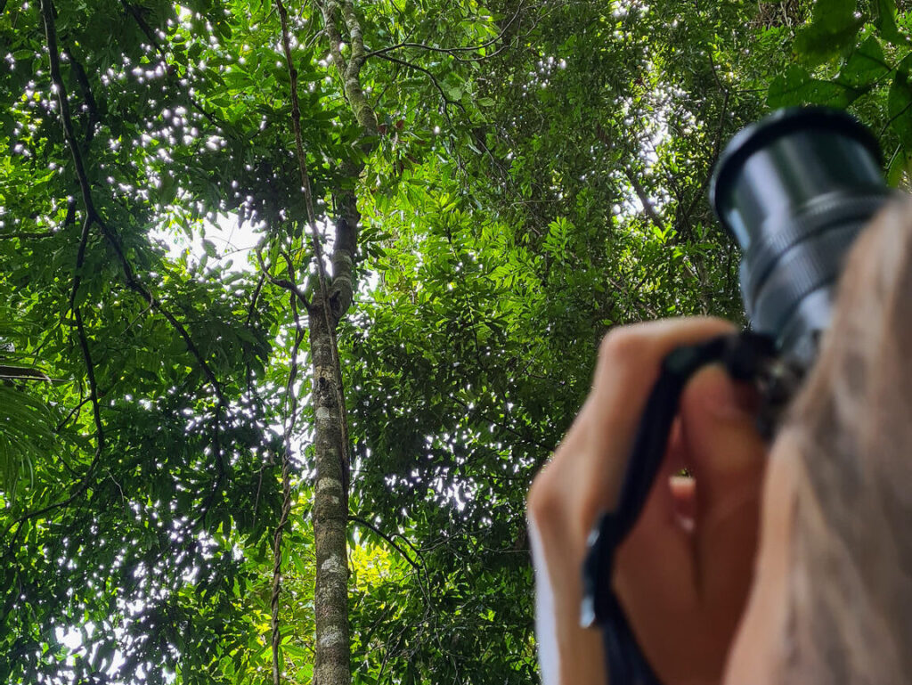 A unique over-the-shoulder view of a photographer as she points a camera into the tree canopy and photographs an animal.