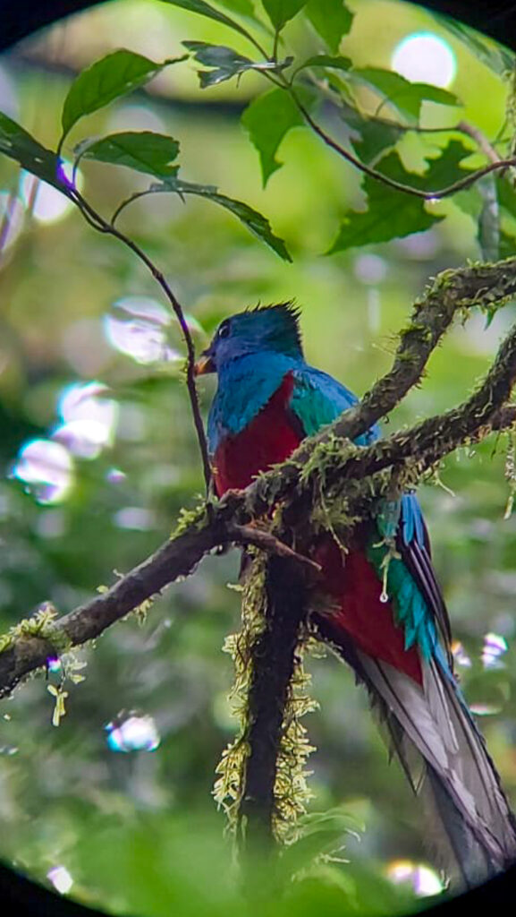 A close up view of the world-famous resplendent quetzal. It sits on a small mossy tree branch looking out for its mate. This colourful creature is the national bird of Guatemala.