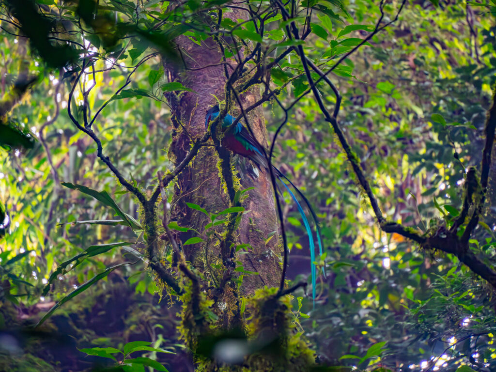 A resplendent quetzal shows off its impressively long and colourful tail from a high tree branch.