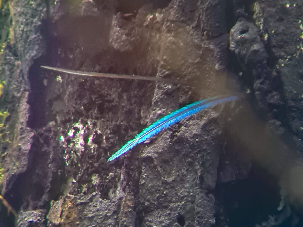Two colourful feathers stick out of a small hole in the side of a tree. This close-up shot shows the iridescent green and blue of a Costa Rica Quetzal.