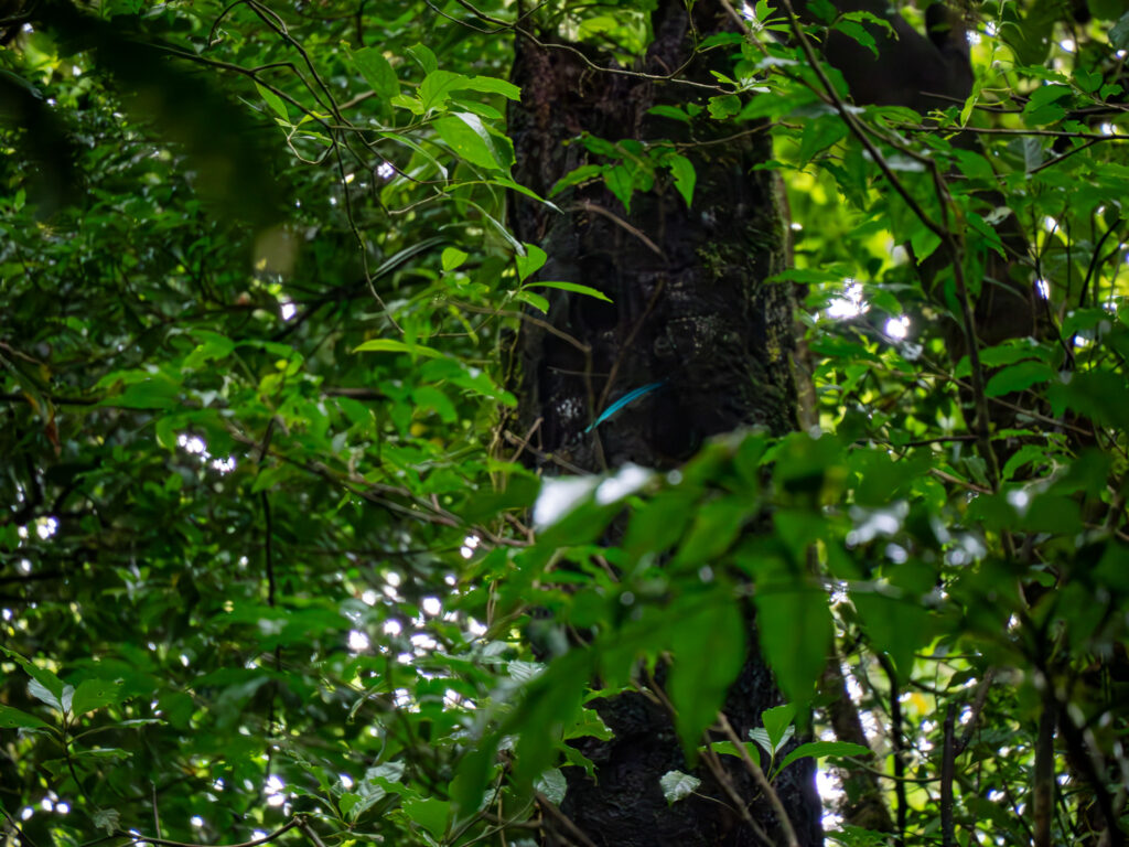 The distinct blue-green tail of a resplendent quetzal can be seen against the dark colours of a forest.