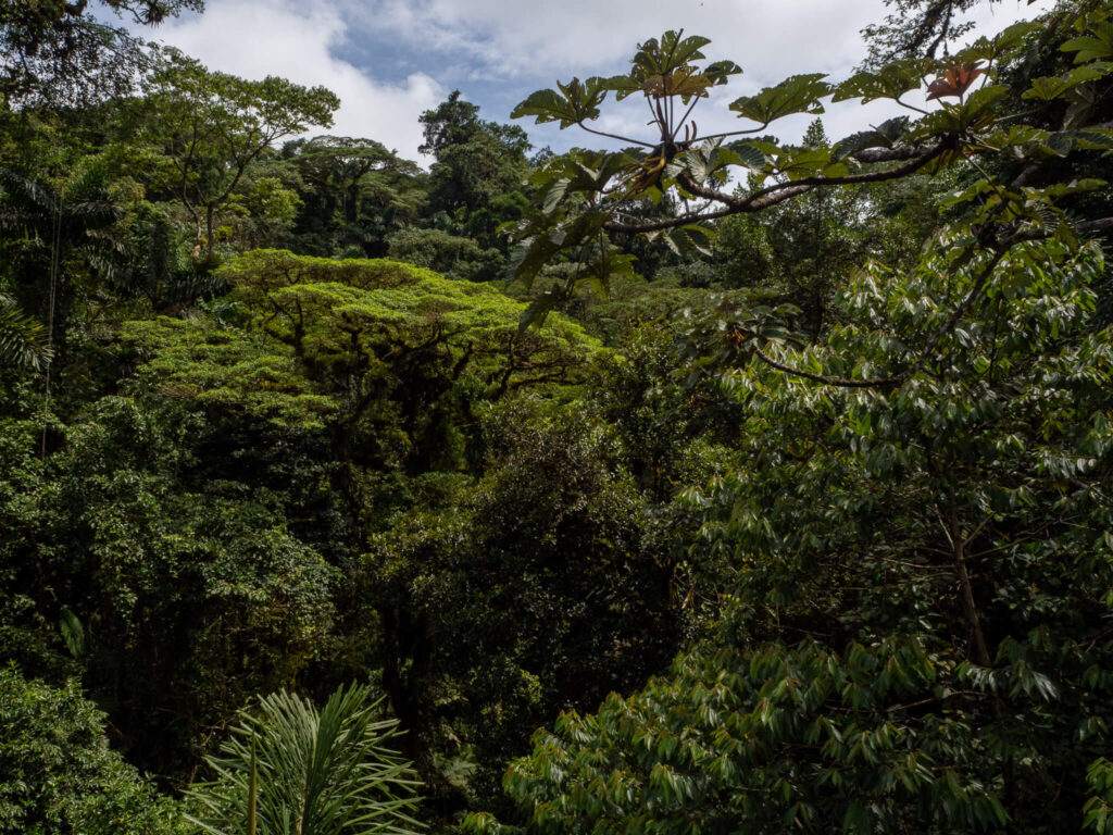 From up in the tree, we see a large variety of greenery. Plants and tree of different kinds grow healthy and strong in all directions.