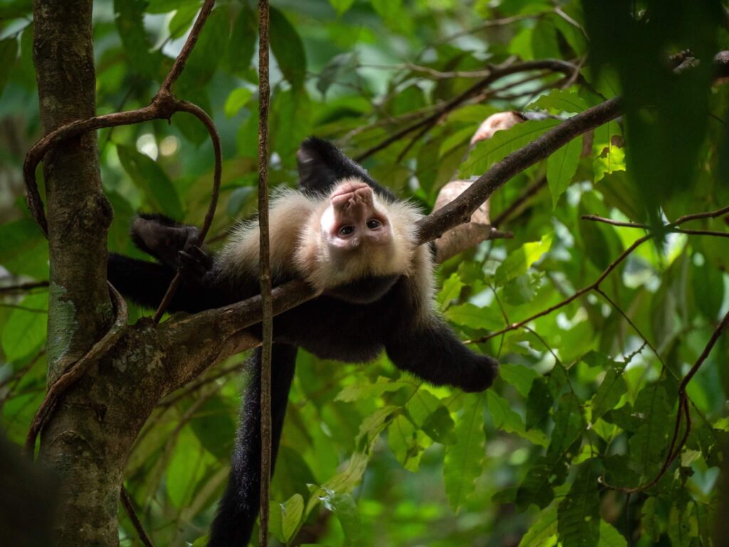 A single capuchin monkey lies on its back across two tree branches.